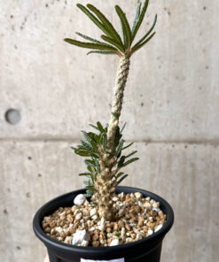 【現品限り】ドルステニア・ギガス ブラータ 挿し木 発根済み【U28】 Dorstenia gigas bullata【植物】塊根植物 夏型 コーデックス
