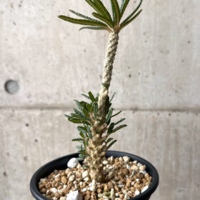 【現品限り】ドルステニア・ギガス ブラータ 挿し木 発根済み【U28】 Dorstenia gigas bullata【植物】塊根植物 夏型 コーデックス