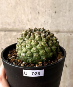 【現品限り】ユーフォルビア・ギムノカリキオイデス 台付き【U29】 Euphorbia gymnocalycioides【植物】塊根植物 夏型 コーデックス