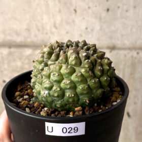 【現品限り】ユーフォルビア・ギムノカリキオイデス 台付き【U29】 Euphorbia gymnocalycioides【植物】塊根植物 夏型 コーデックス