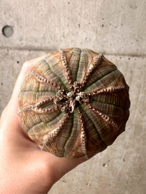 【現品限り】ユーフォルビア・オベサ【U2】 Euphorbia obesa【植物】塊根植物 夏型 コーデックス - 画像 (2)