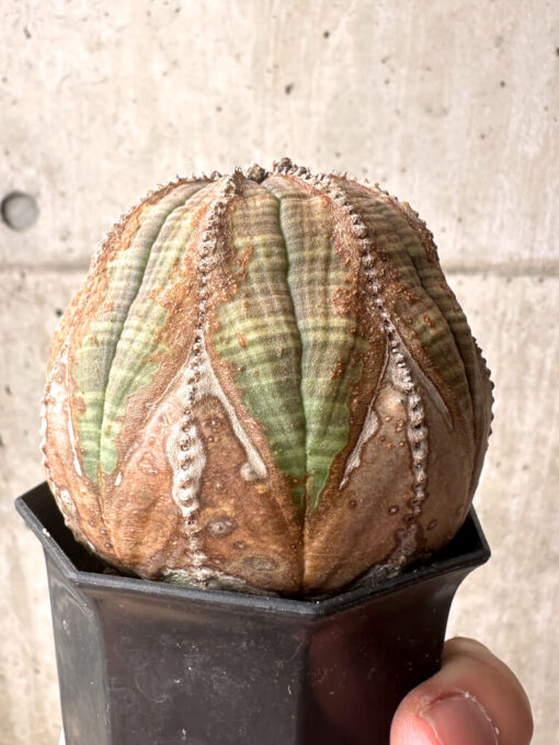 【現品限り】ユーフォルビア・オベサ【U2】 Euphorbia obesa【植物】塊根植物 夏型 コーデックス - 画像 (5)