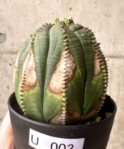 【現品限り】ユーフォルビア・オベサ【U3】 Euphorbia obesa【植物】塊根植物 夏型 コーデックス