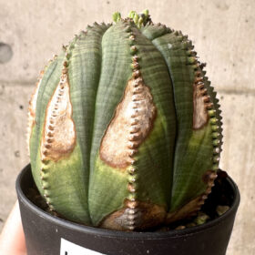 【現品限り】ユーフォルビア・オベサ【U3】 Euphorbia obesa【植物】塊根植物 夏型 コーデックス