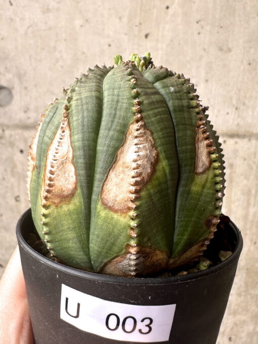 【現品限り】ユーフォルビア・オベサ【U3】 Euphorbia obesa【植物】塊根植物 夏型 コーデックス