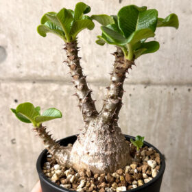 【現品限り】パキポディウム・ウィンゾリー 実生 大株【U30】 Pachypodium windsorii【植物】塊根植物 夏型 コーデックス