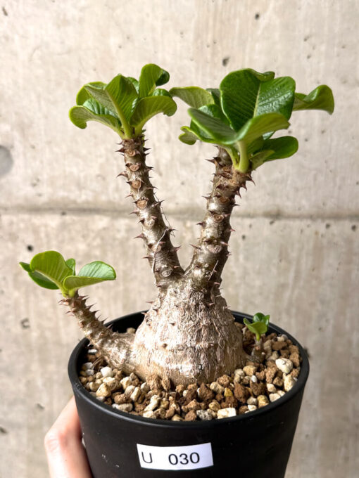 【現品限り】パキポディウム・ウィンゾリー 実生 大株【U30】 Pachypodium windsorii【植物】塊根植物 夏型 コーデックス