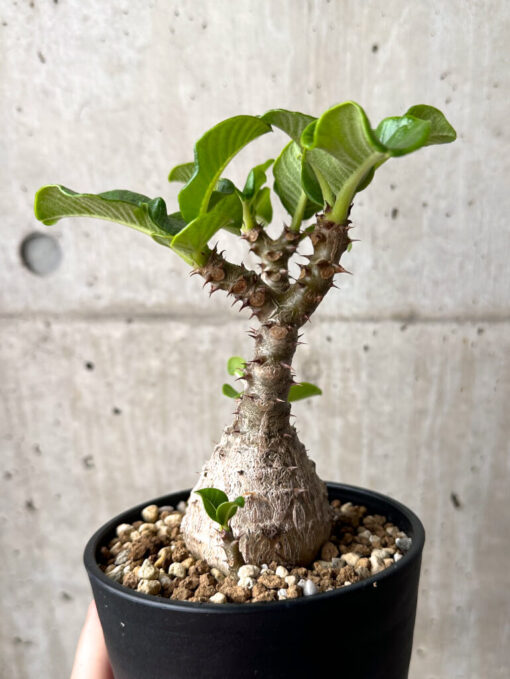 【現品限り】パキポディウム・ウィンゾリー 実生 大株【U30】 Pachypodium windsorii【植物】塊根植物 夏型 コーデックス - 画像 (3)