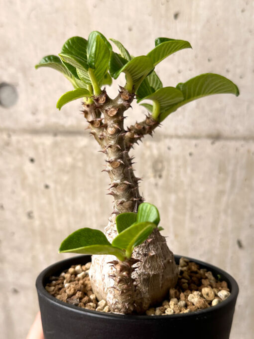 【現品限り】パキポディウム・ウィンゾリー 実生 大株【U30】 Pachypodium windsorii【植物】塊根植物 夏型 コーデックス - 画像 (5)