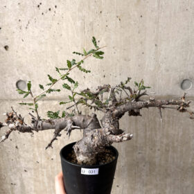 【現品限り】ボスウェリア・ネグレクタ 現地株 発根済み 長期管理【U31】 Boswellia neglecta【植物】塊根植物 夏型 コーデックス