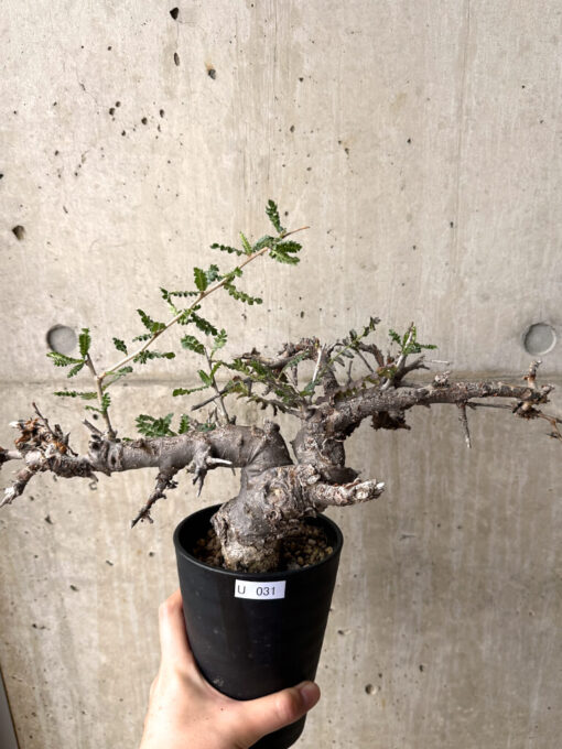【現品限り】ボスウェリア・ネグレクタ 現地株 発根済み 長期管理【U31】 Boswellia neglecta【植物】塊根植物 夏型 コーデックス