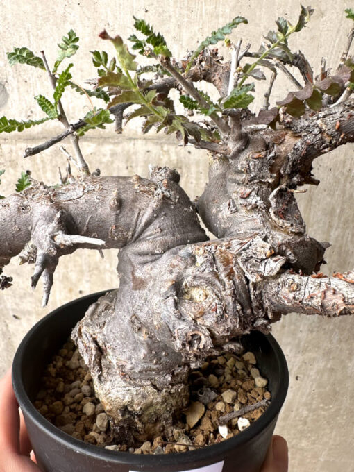 【現品限り】ボスウェリア・ネグレクタ 現地株 発根済み 長期管理【U31】 Boswellia neglecta【植物】塊根植物 夏型 コーデックス - 画像 (3)