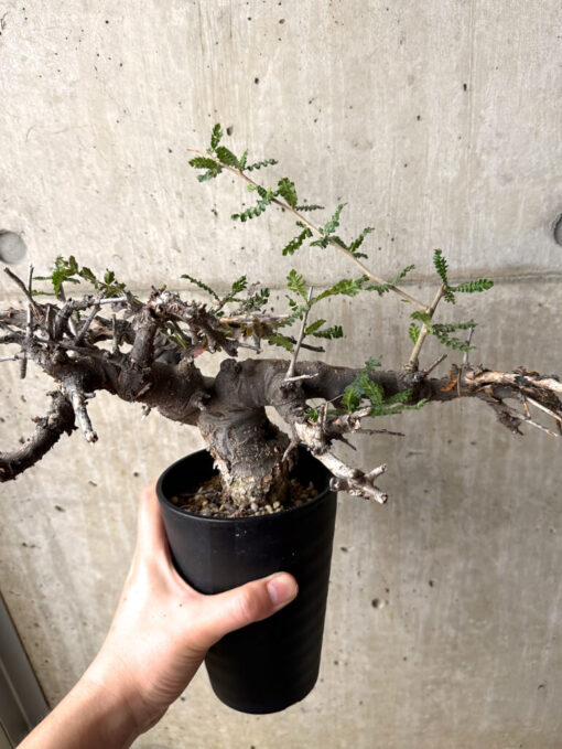【現品限り】ボスウェリア・ネグレクタ 現地株 発根済み 長期管理【U31】 Boswellia neglecta【植物】塊根植物 夏型 コーデックス - 画像 (4)