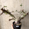 【現品限り】コミフォラ・カタフ ターカネンシス 現地株 長期管理【U32】 Commiphora kataf turkanensis【植物】塊根植物 夏型 コーデックス