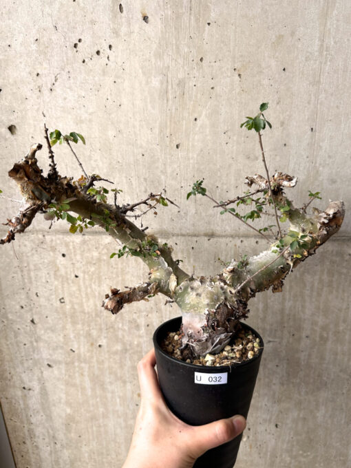 【現品限り】コミフォラ・カタフ ターカネンシス 現地株 長期管理【U32】 Commiphora kataf turkanensis【植物】塊根植物 夏型 コーデックス