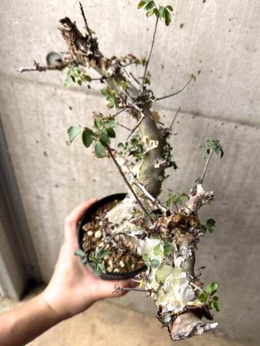 【現品限り】コミフォラ・カタフ ターカネンシス 現地株 長期管理【U32】 Commiphora kataf turkanensis【植物】塊根植物 夏型 コーデックス - 画像 (2)