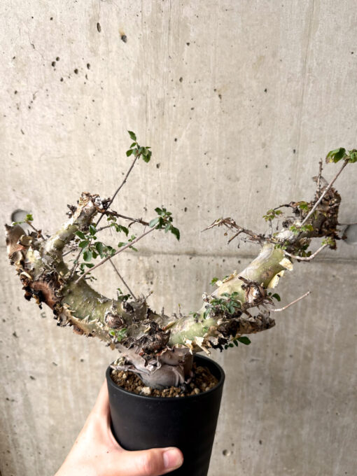 【現品限り】コミフォラ・カタフ ターカネンシス 現地株 長期管理【U32】 Commiphora kataf turkanensis【植物】塊根植物 夏型 コーデックス - 画像 (3)