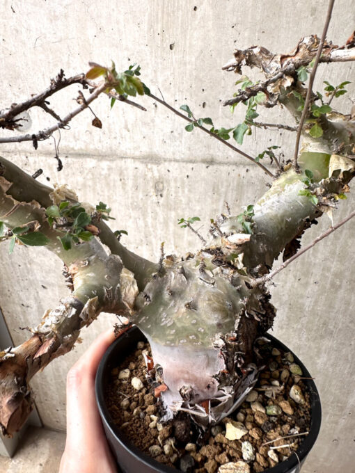 【現品限り】コミフォラ・カタフ ターカネンシス 現地株 長期管理【U32】 Commiphora kataf turkanensis【植物】塊根植物 夏型 コーデックス - 画像 (5)