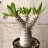 【現品限り】パキポディウム・ロスラーツム 実生 大株 硬作り【U33】 Pachypodium rosulatum【植物】塊根植物 夏型 コーデックス