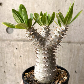 【現品限り】パキポディウム・ロスラーツム 実生 大株 硬作り【U33】 Pachypodium rosulatum【植物】塊根植物 夏型 コーデックス