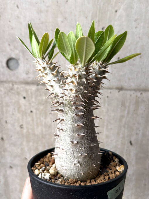 【現品限り】パキポディウム・ロスラーツム 実生 大株 硬作り【U33】 Pachypodium rosulatum【植物】塊根植物 夏型 コーデックス - 画像 (4)