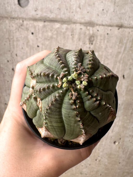 【現品限り】ユーフォルビア・オベサ【U3】 Euphorbia obesa【植物】塊根植物 夏型 コーデックス - 画像 (2)