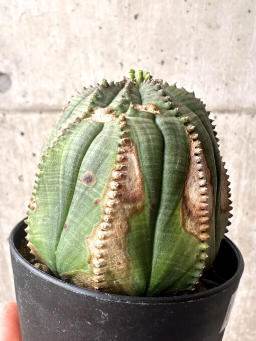 【現品限り】ユーフォルビア・オベサ【U3】 Euphorbia obesa【植物】塊根植物 夏型 コーデックス - 画像 (5)
