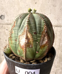 【現品限り】ユーフォルビア・オベサ【U4】 Euphorbia obesa【植物】塊根植物 夏型 コーデックス
