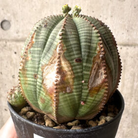 【現品限り】ユーフォルビア・オベサ【U4】 Euphorbia obesa【植物】塊根植物 夏型 コーデックス