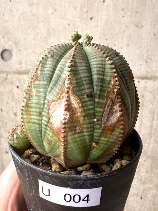 【現品限り】ユーフォルビア・オベサ【U4】 Euphorbia obesa【植物】塊根植物 夏型 コーデックス
