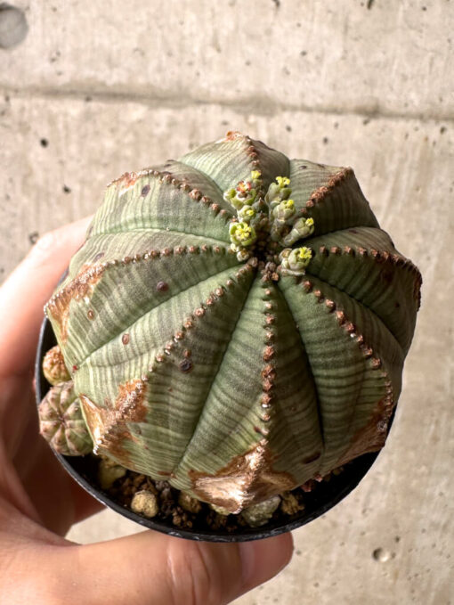 【現品限り】ユーフォルビア・オベサ【U4】 Euphorbia obesa【植物】塊根植物 夏型 コーデックス - 画像 (2)