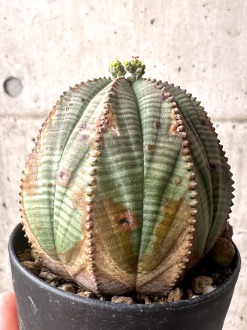 【現品限り】ユーフォルビア・オベサ【U4】 Euphorbia obesa【植物】塊根植物 夏型 コーデックス - 画像 (4)