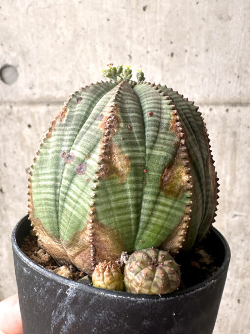 【現品限り】ユーフォルビア・オベサ【U4】 Euphorbia obesa【植物】塊根植物 夏型 コーデックス - 画像 (5)