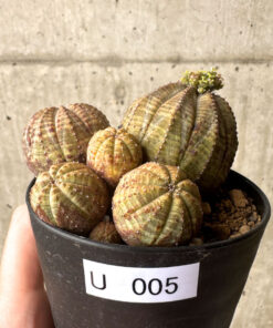 【現品限り】ユーフォルビア・オベサ 多頭【U5】 Euphorbia obesa【植物】塊根植物 夏型 コーデックス