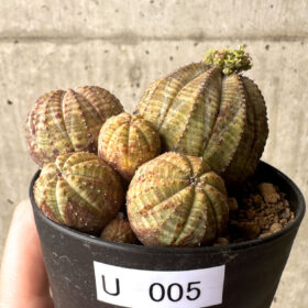 【現品限り】ユーフォルビア・オベサ 多頭【U5】 Euphorbia obesa【植物】塊根植物 夏型 コーデックス