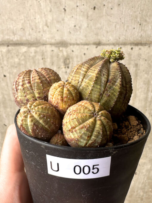 【現品限り】ユーフォルビア・オベサ 多頭【U5】 Euphorbia obesa【植物】塊根植物 夏型 コーデックス