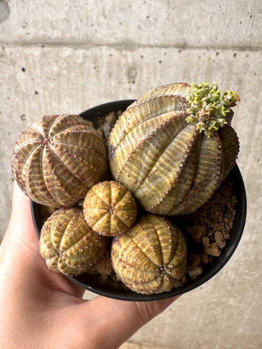 【現品限り】ユーフォルビア・オベサ 多頭【U5】 Euphorbia obesa【植物】塊根植物 夏型 コーデックス - 画像 (2)