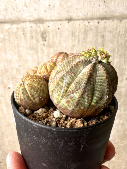 【現品限り】ユーフォルビア・オベサ 多頭【U5】 Euphorbia obesa【植物】塊根植物 夏型 コーデックス - 画像 (3)