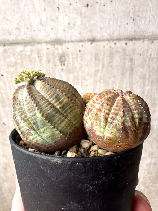 【現品限り】ユーフォルビア・オベサ 多頭【U5】 Euphorbia obesa【植物】塊根植物 夏型 コーデックス - 画像 (4)