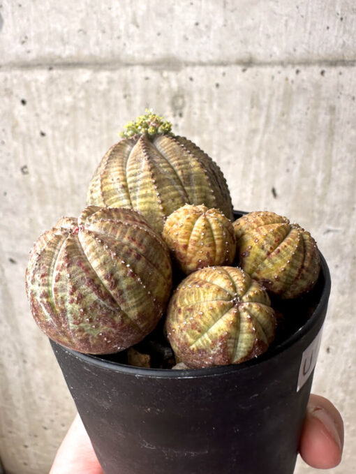 【現品限り】ユーフォルビア・オベサ 多頭【U5】 Euphorbia obesa【植物】塊根植物 夏型 コーデックス - 画像 (5)