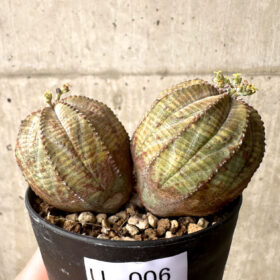 【現品限り】ユーフォルビア・オベサ 多頭【U6】 Euphorbia obesa【植物】塊根植物 夏型 コーデックス