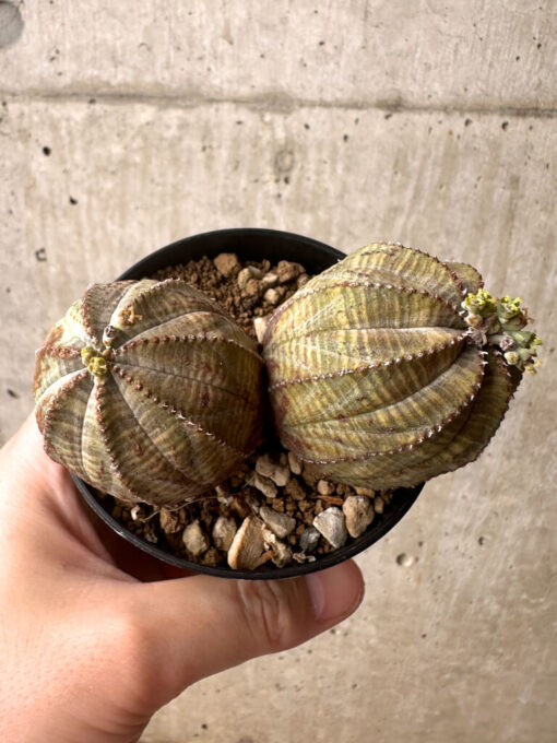 【現品限り】ユーフォルビア・オベサ 多頭【U6】 Euphorbia obesa【植物】塊根植物 夏型 コーデックス - 画像 (2)