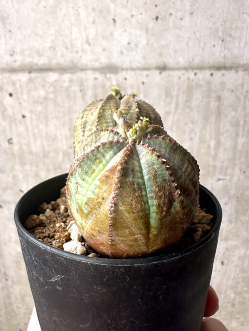 【現品限り】ユーフォルビア・オベサ 多頭【U6】 Euphorbia obesa【植物】塊根植物 夏型 コーデックス - 画像 (5)