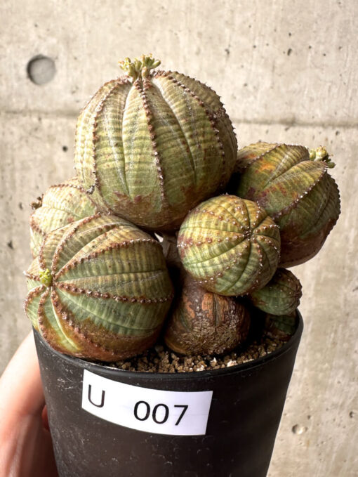 【現品限り】ユーフォルビア・オベサ 多頭【U7】 Euphorbia obesa【植物】塊根植物 夏型 コーデックス