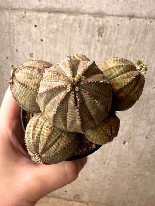 【現品限り】ユーフォルビア・オベサ 多頭【U7】 Euphorbia obesa【植物】塊根植物 夏型 コーデックス - 画像 (2)