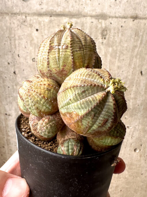 【現品限り】ユーフォルビア・オベサ 多頭【U7】 Euphorbia obesa【植物】塊根植物 夏型 コーデックス - 画像 (3)