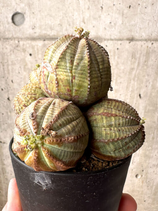 【現品限り】ユーフォルビア・オベサ 多頭【U7】 Euphorbia obesa【植物】塊根植物 夏型 コーデックス - 画像 (5)