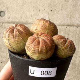【現品限り】ユーフォルビア・オベサ 多頭【U8】 Euphorbia obesa【植物】塊根植物 夏型 コーデックス