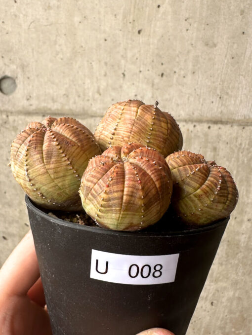 【現品限り】ユーフォルビア・オベサ 多頭【U8】 Euphorbia obesa【植物】塊根植物 夏型 コーデックス