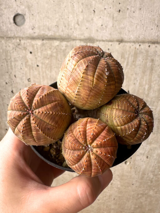 【現品限り】ユーフォルビア・オベサ 多頭【U8】 Euphorbia obesa【植物】塊根植物 夏型 コーデックス - 画像 (2)